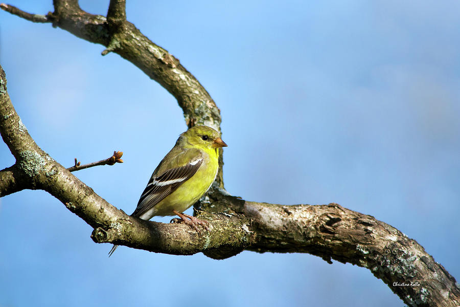 Wild Birds - American Goldfinch Photograph by Christina Rollo