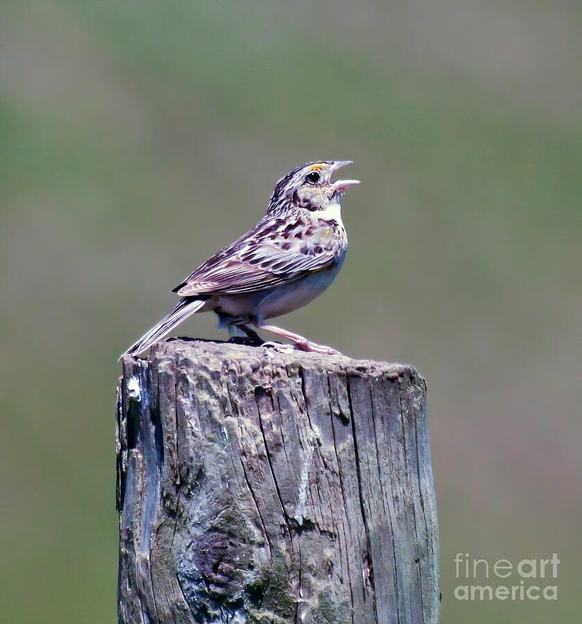 Wild Birds - Grasshopper Sparrow Photograph by Kerri Farley
