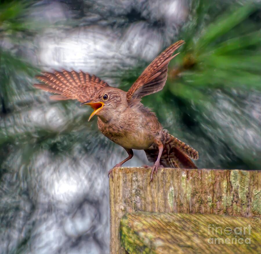 Wild Birds - House Wren   Photograph by Kerri Farley