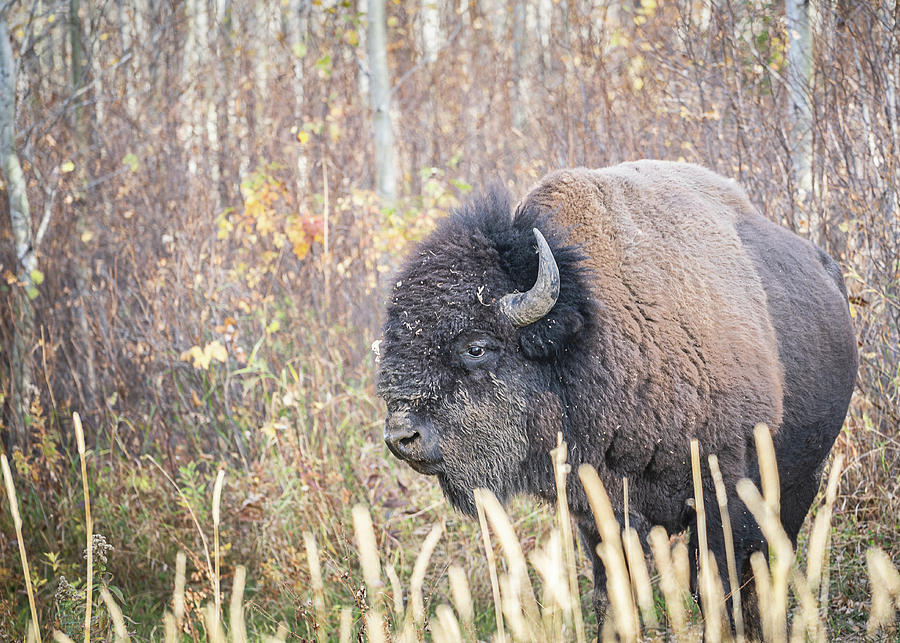 Wild bison posing during short encounter in Elk National Park in Canada Photograph by Peter Kolejak
