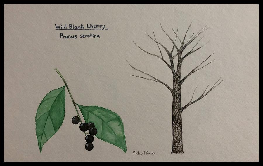 Wild Black Cherry Tree Id W/ Border Painting