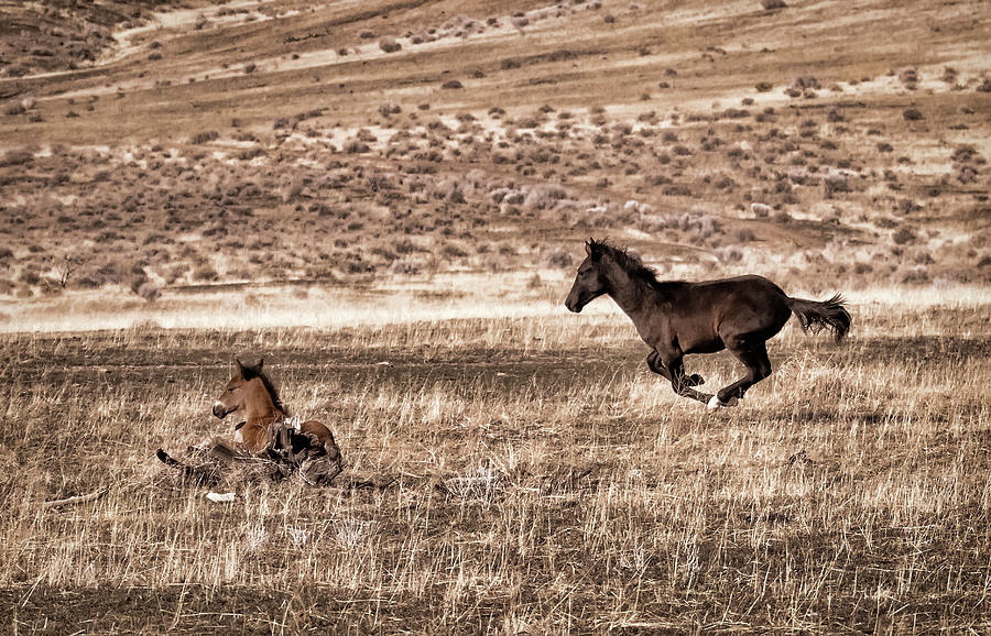 Wild black foal running by his mate Photograph by Waterdancer