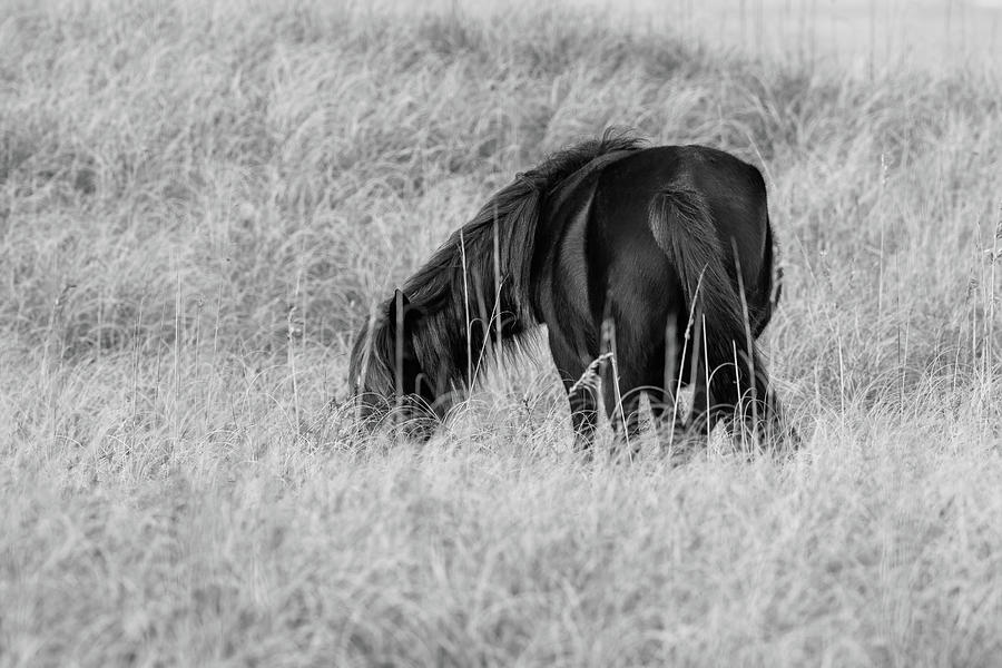 Wild Black Mare In The Dunes Photograph