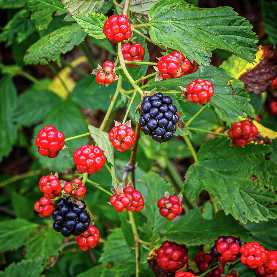 Wild Blackberries Squared Photograph by John Haldane | Fine Art America