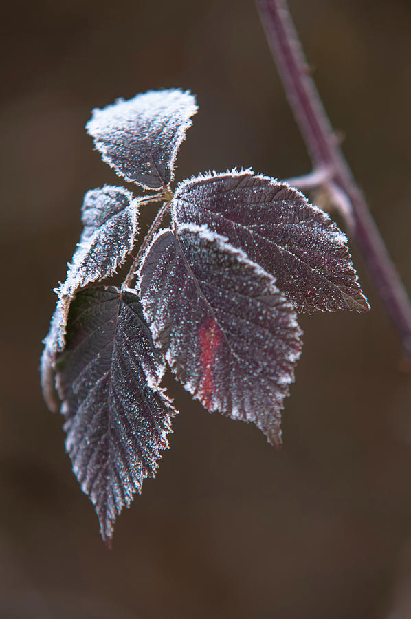 Wild Blackberry Frosty Leaves Photograph by Jenny Rainbow