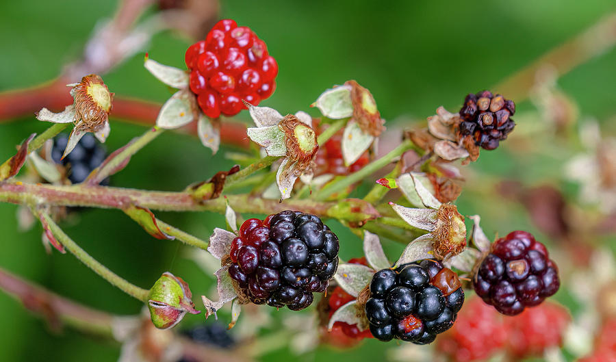 Nature Photograph - Wild Blackberry In North Carolina by Morris Finkelstein