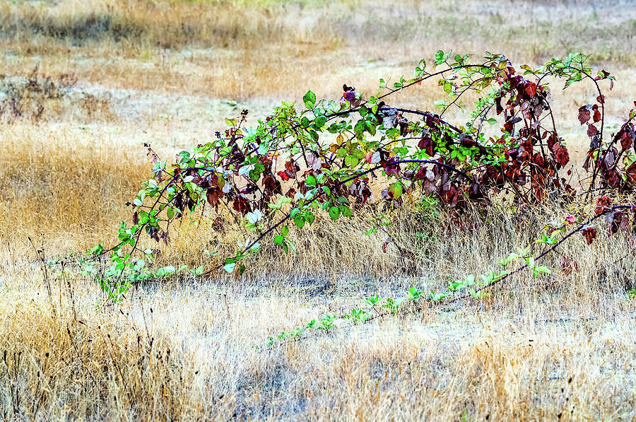 Wild Blackberry Vines Photograph by M G Whittingham
