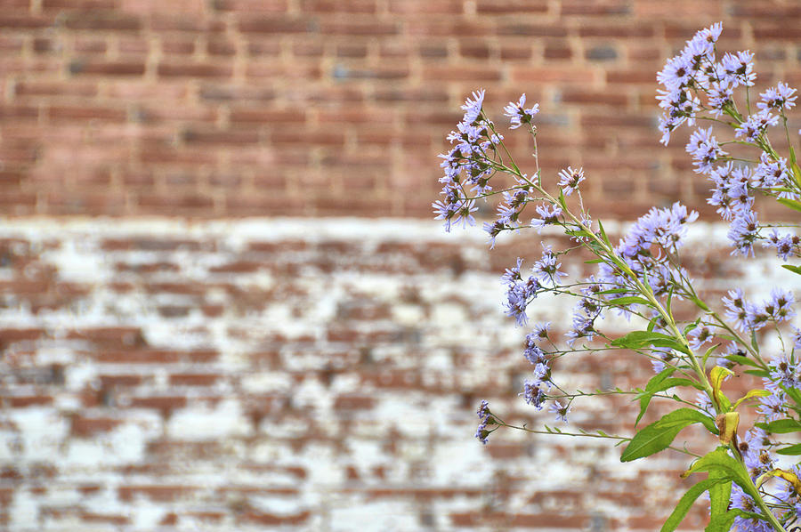 Brick Photograph - Wild Blooms by Jamart Photography