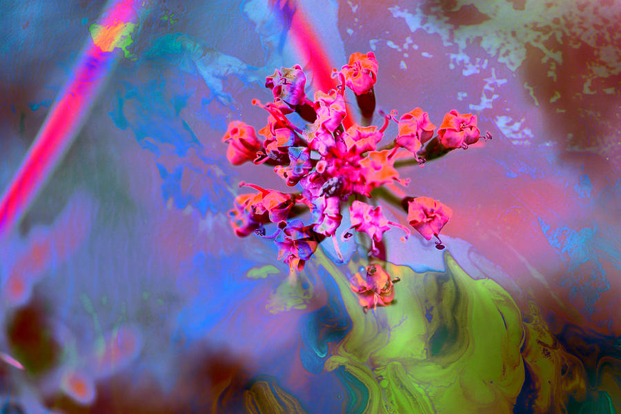 Wild Blossom Abstract Photograph