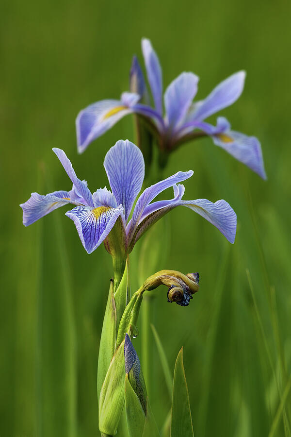 Wild Blue Flag Iris Photograph by Dale Kincaid