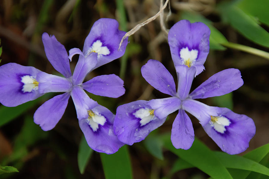 Wild Blue Iris Photograph by Cascade Colors