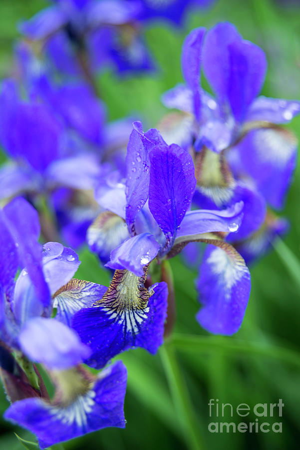 Wild Blue Iris II Photograph by Alana Ranney