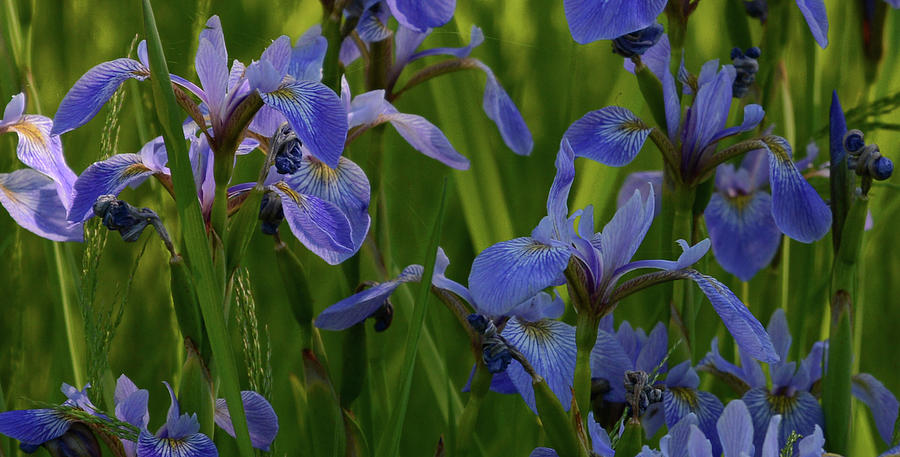 Wild Blue Irises at Sunrise Photograph by Whispering Peaks Photography