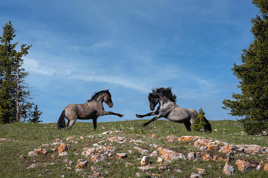 Wild Blue Roan Mustang Stallions at the Pryor Mountains Photograph by Nedim Slijepcevic