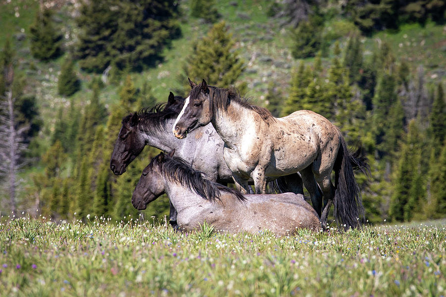 Wild Blue Roan Mustangs at the Pryor Mountains Photograph by Nedim Slijepcevic