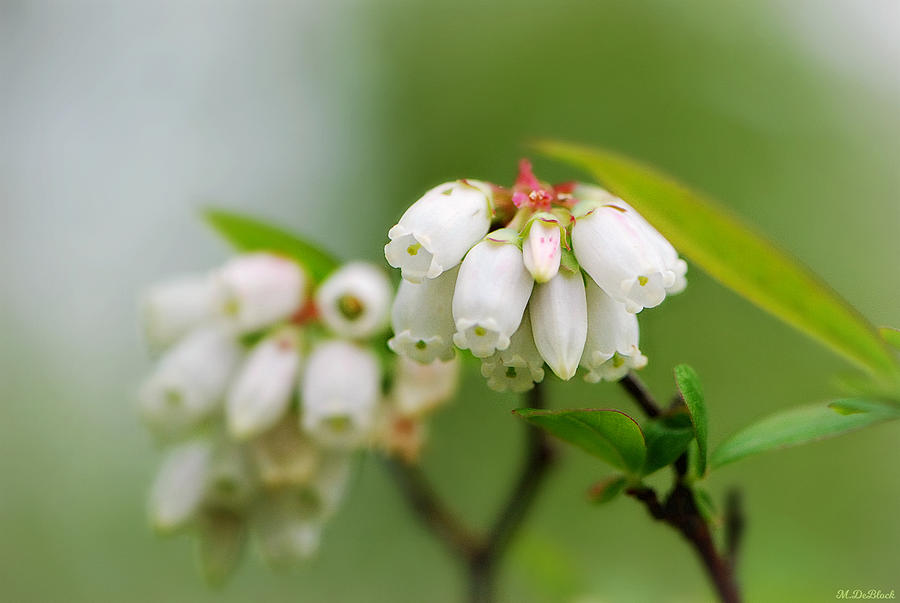 Nature Photograph - Wild Blueberry Bloom by Marilyn DeBlock