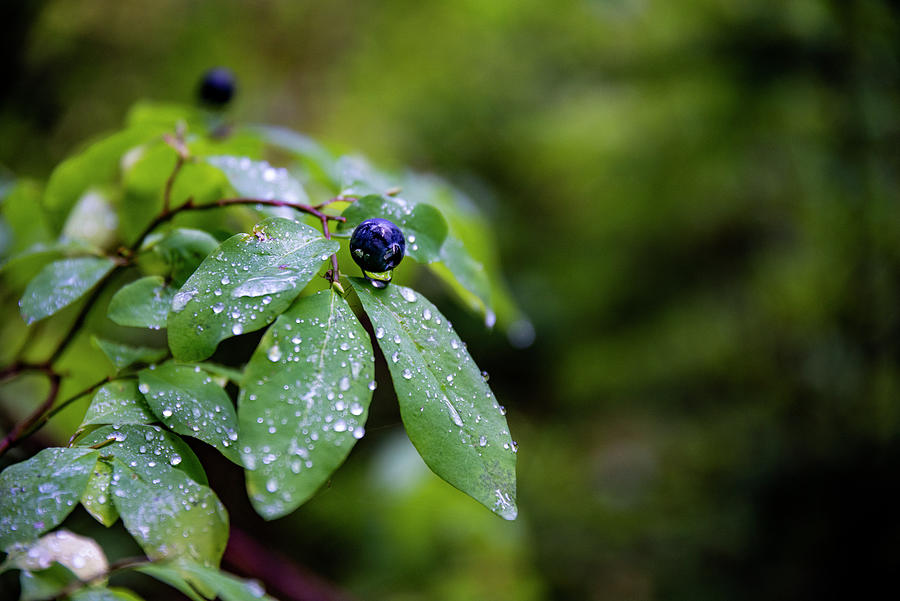 Wild Blueberry Photograph by Pelo Blanco Photo
