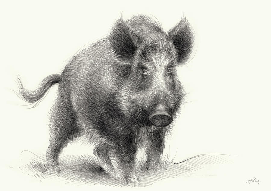 Wild boar Drawing by Adriana Mueller