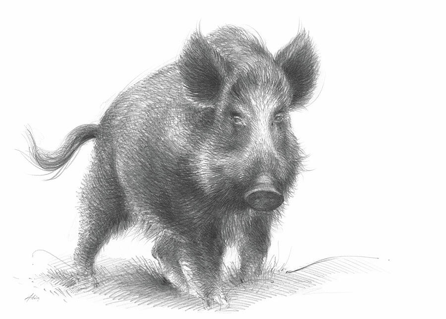 Wild boar Drawing by Adriana Mueller