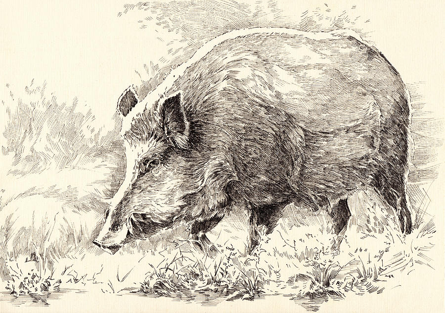 Wild Boar Drawing by Aleksandr Petrunin