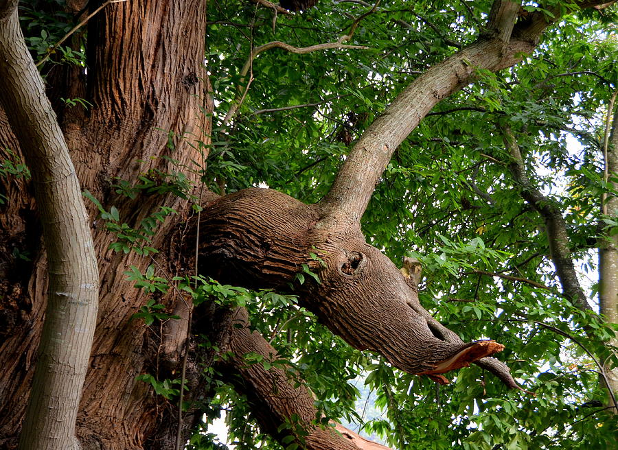 Wild Boar Branch on Goodnestone Tree Photograph by Carla Parris