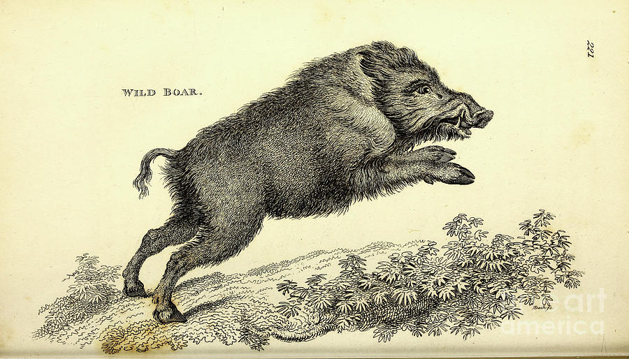 Wild Boar By George Shaw Q2 Drawing By Historic Illustrations