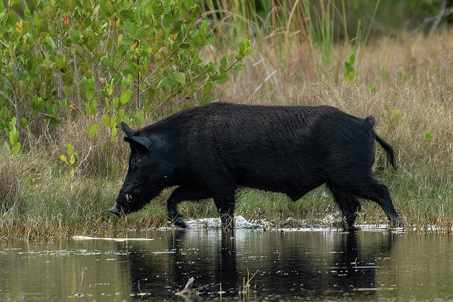 Wild Boar by Pond Photograph by Bradford Martin