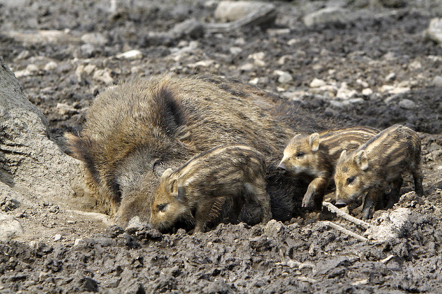 Wild boar family Photograph by Mb-fotos