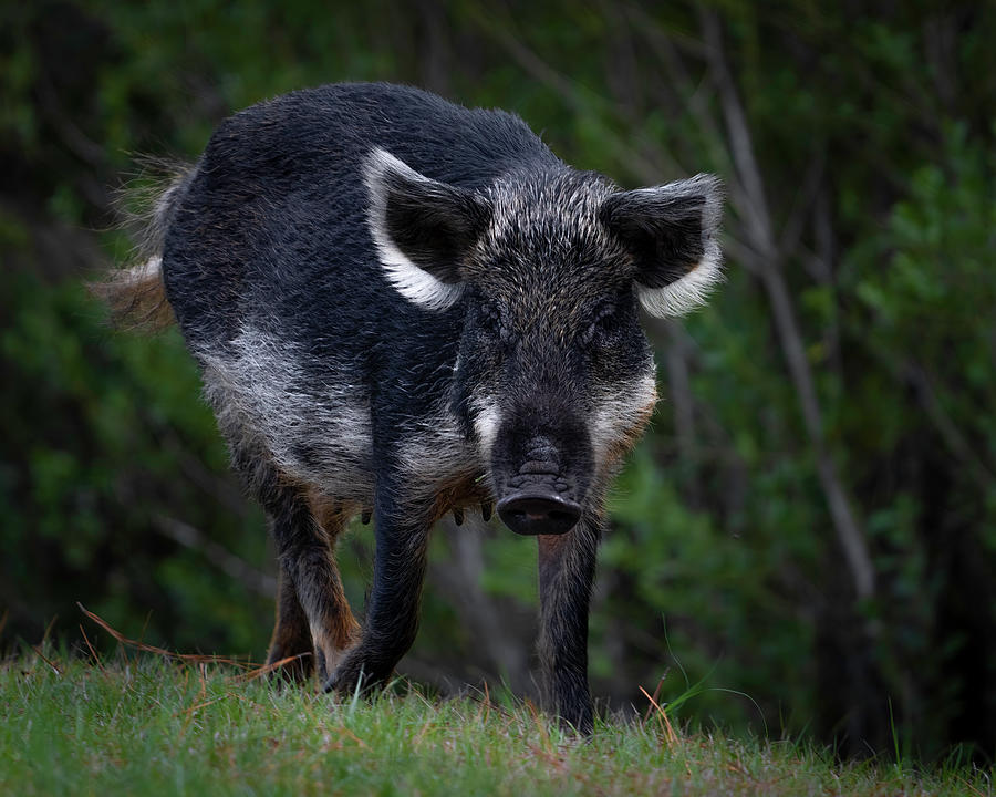 Wild Boar Photograph by Larry Marshall