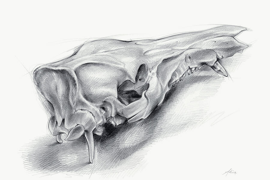 Wild boar skull and metamorphosis of life 1 Drawing by Adriana Mueller