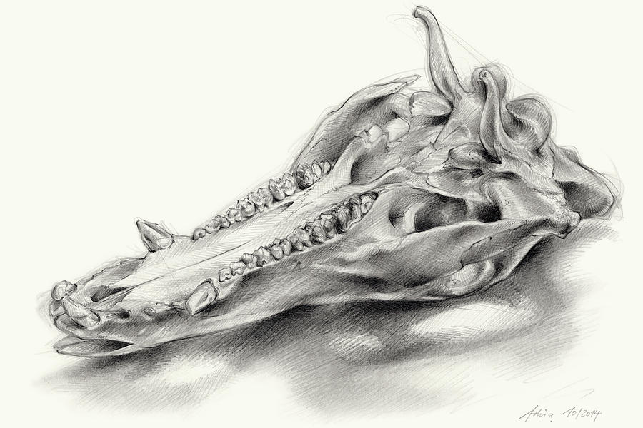 Wild boar skull and metamorphosis of life 2 Drawing by Adriana Mueller