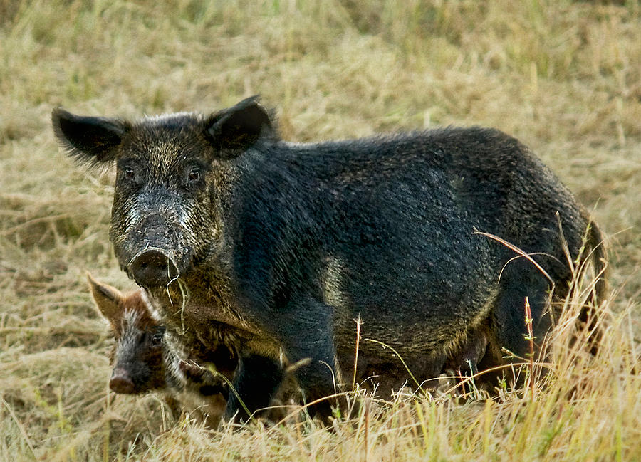 Wild Boar with Piglet Photograph by Melinda Moore