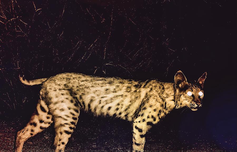 Wild Bobcat At Night Photograph