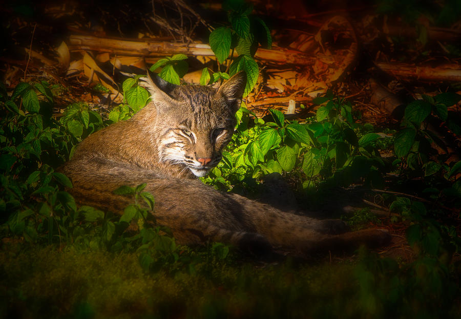 Wild Bobcat at Sunset Photograph by Mark Andrew Thomas