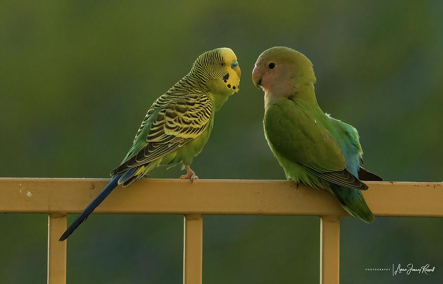 Lovebird Photograph - Wild Budgie and Wild Rosy-faced Lovebird by Lynne  Russell