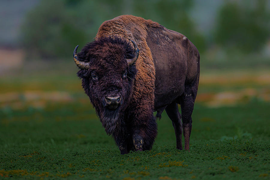 Wild Buffalo Photograph by Don Hoekwater Photography