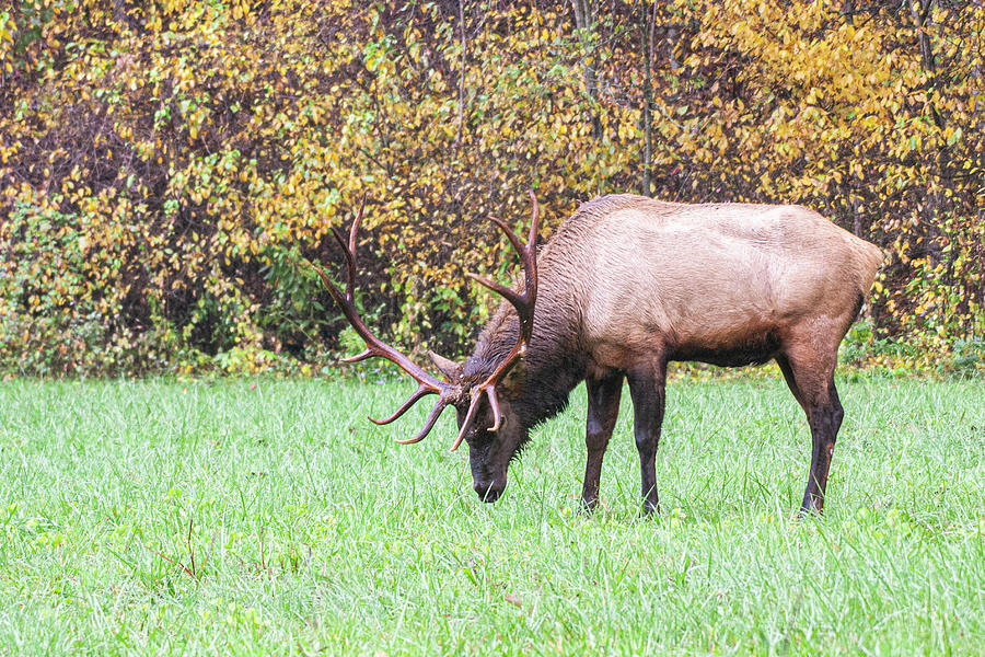 Wild Bull Elk in the Great Smoky Mountains National Park Photograph by Bob Decker