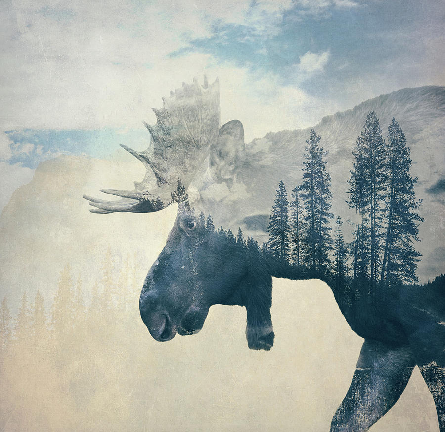 Wild Bull Moose Double Exposure Photograph by Dan Sproul