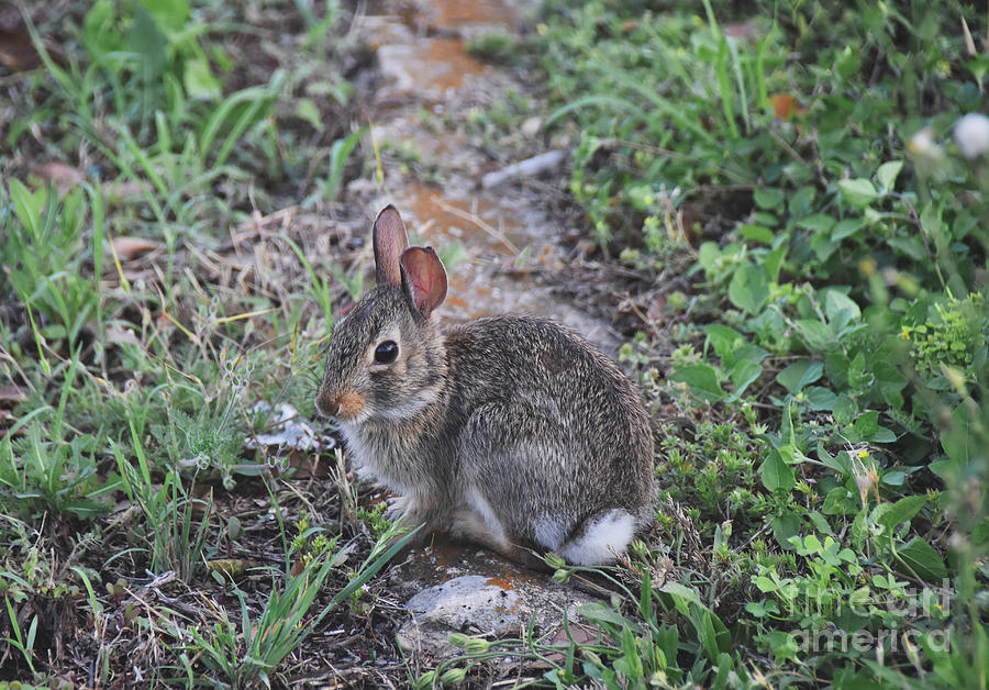 Wild Bunny 2 Photograph by Andrea Anderegg
