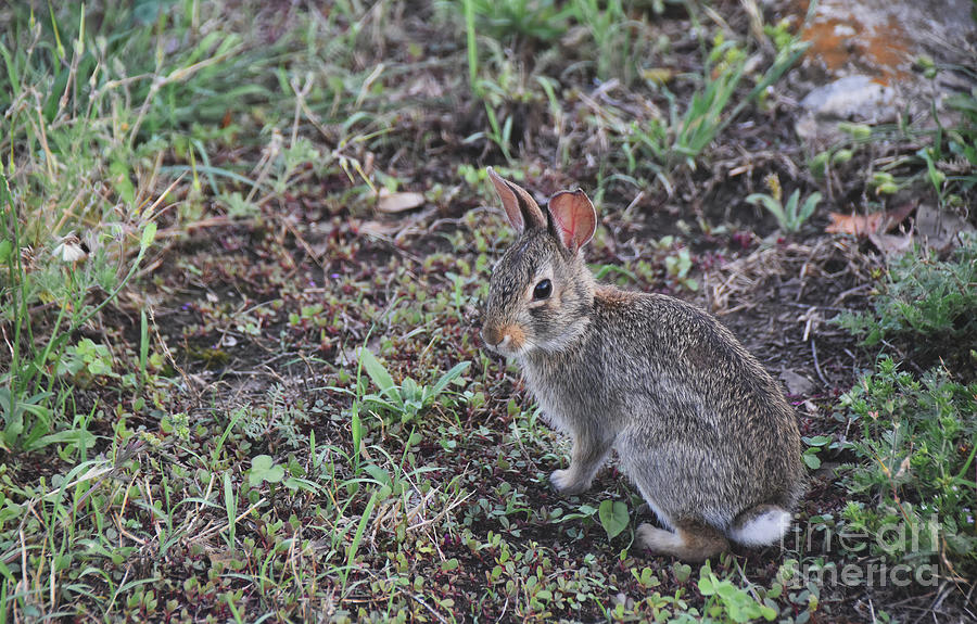 Wild Bunny 3 Photograph by Andrea Anderegg
