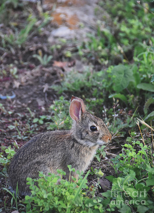 Wild Bunny 4 Photograph by Andrea Anderegg