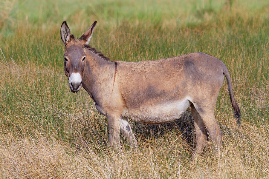 Wild Burro Photograph by James Marvin Phelps | Fine Art America