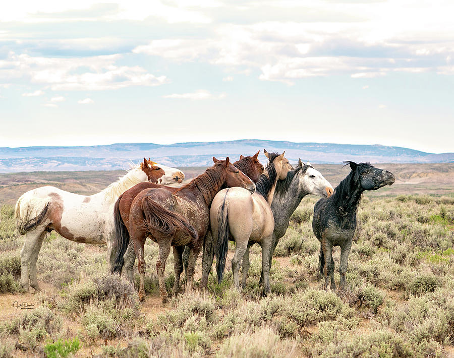 Wild but together on the prairie -- Wild Mustangs Photograph by Judi Dressler