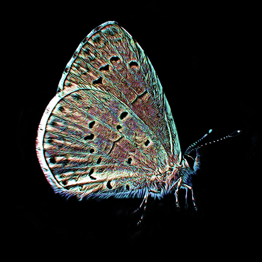 Abstract Digital Art - Wild Butterfly on Black Background by Artful Oasis