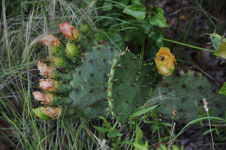 Wild Cactus With Blossom Buds Photograph