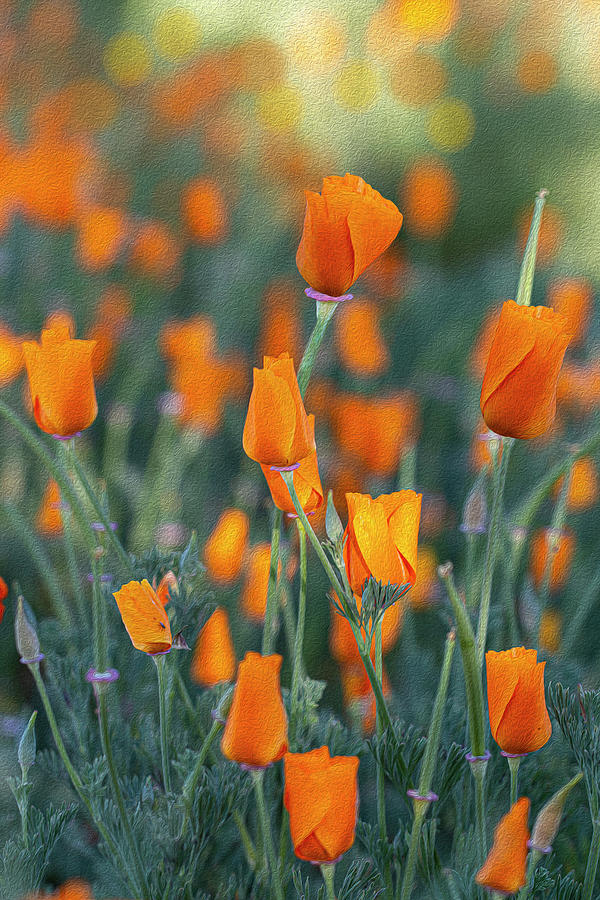 Wild California Poppies Photograph by Vanessa Thomas