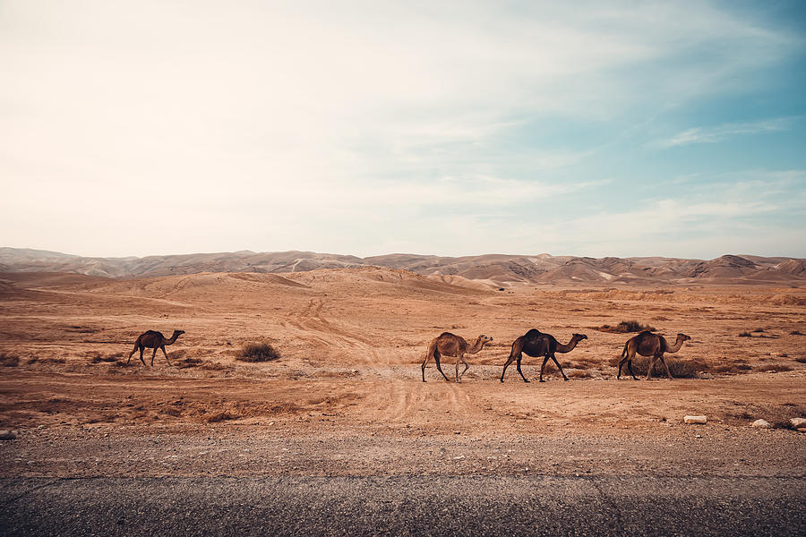 Wild camels in the desert Photograph by Kolderal