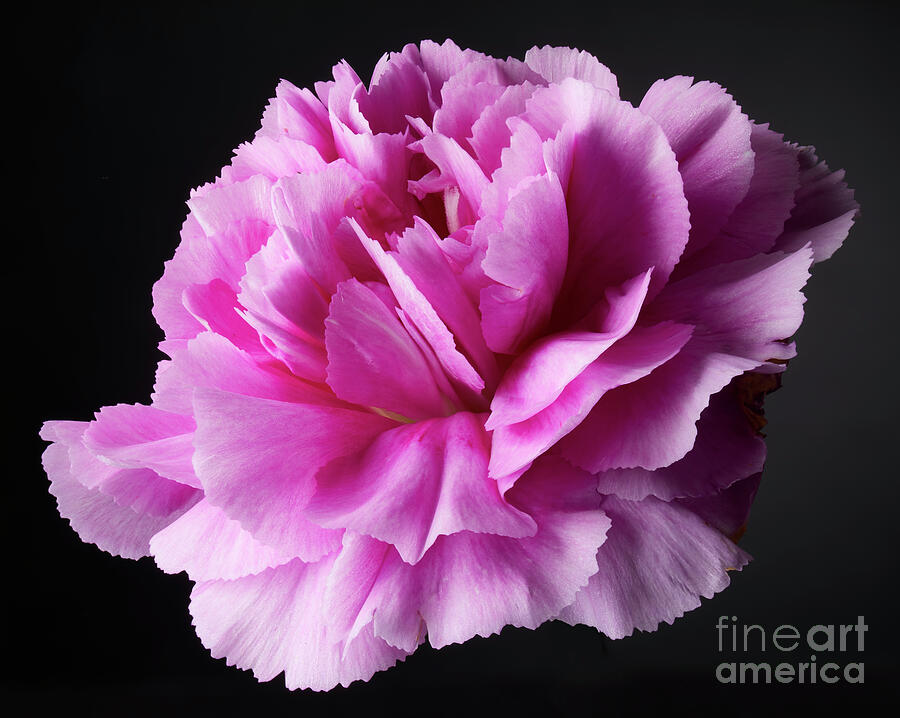 Close-Up View of a Vibrant Pink Carnation Against a Dark Background #3 Photograph by Tony Cordoza