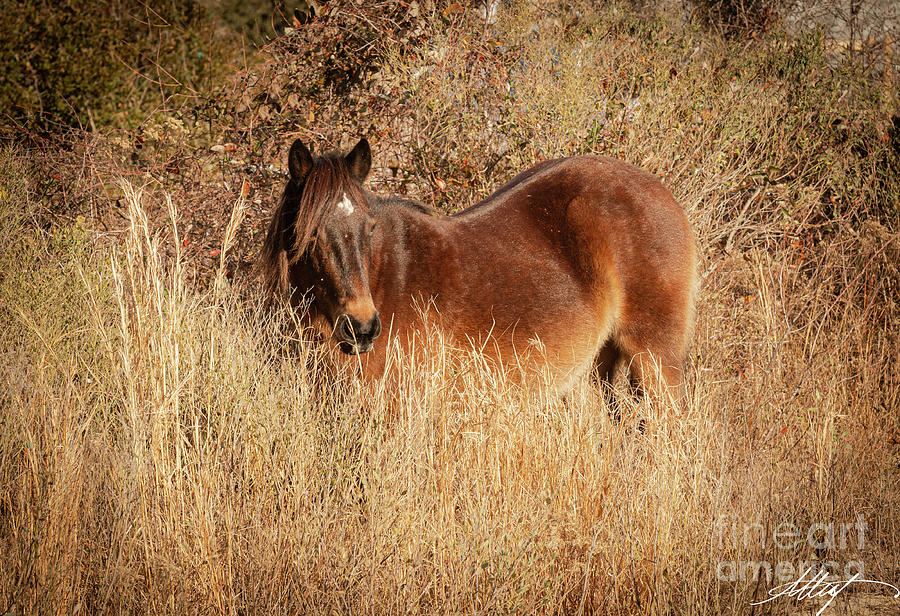 Wild Corolla Mustang Photograph by Meg Leaf