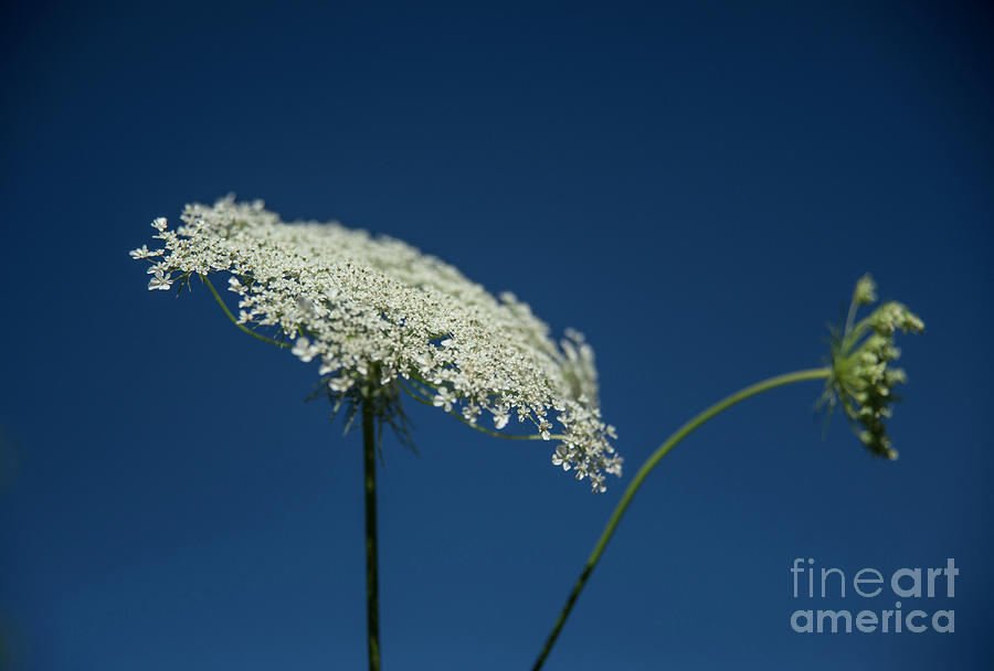 Flower Photograph - Wild Carrot Flowers by Alana Ranney